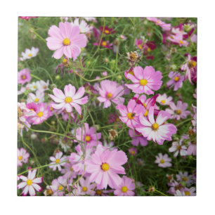 Flor de Cosmos (Bidens Formosa). Kirkwood