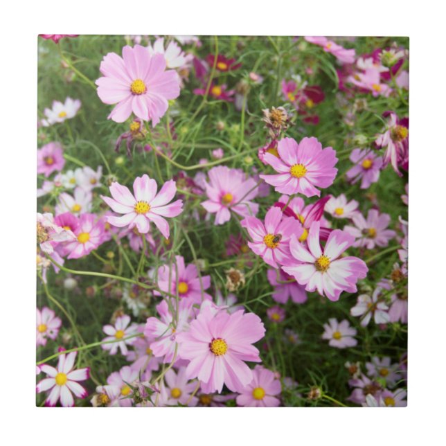 Flor de Cosmos (Bidens Formosa). Kirkwood (Frente)