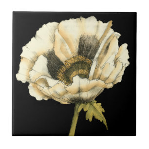 Flor de Creme Poppy no Fundo Preto