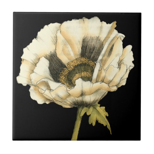 Flor de Creme Poppy no Fundo Preto (Frente)