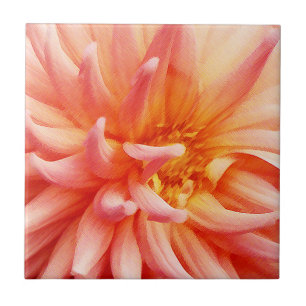 Flor de Dália Deslumbrante