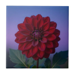 Flor de Dália Vermelha Borgonha Elegante