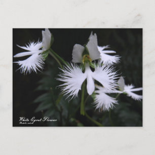 Flor de Egrete Branco: Cartão Postal