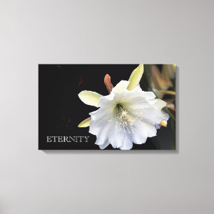 Flor de epílio da eternidade dramática na canvas