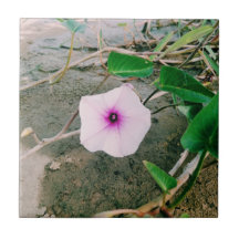 Flor De Espinafres De Água Na Barragem