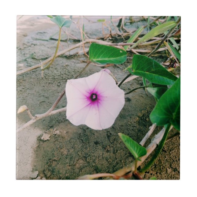 Flor De Espinafres De Água Na Barragem (Frente)