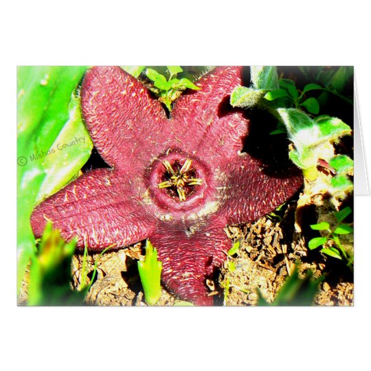 Flor de estrela do mar - flor roxa do cartão