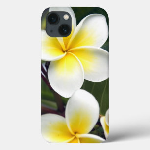 Flor de frangipani Ilhas Cook