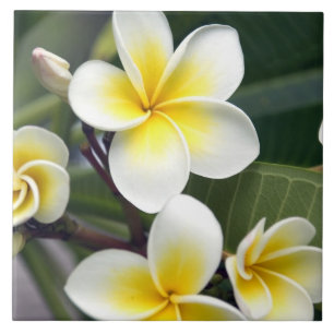 flor de frangipani Ilhas Cook