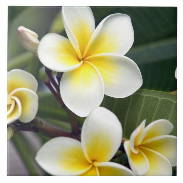 flor de frangipani Ilhas Cook (Frente)