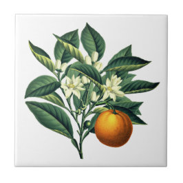 Flor de Fruta Laranja Vintage