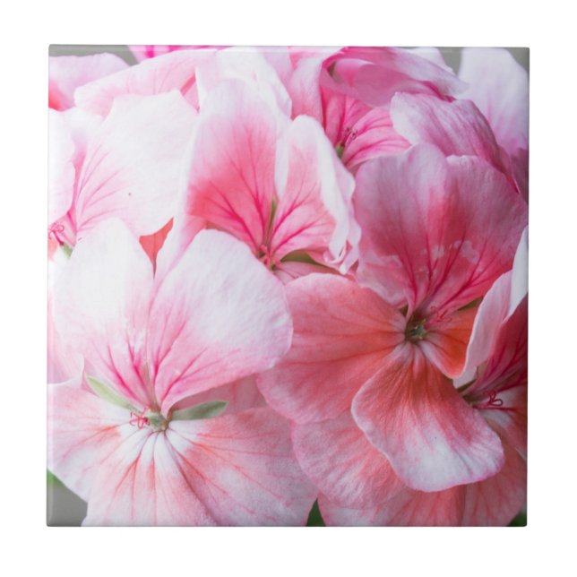Flor de gerânio rosa (Frente)