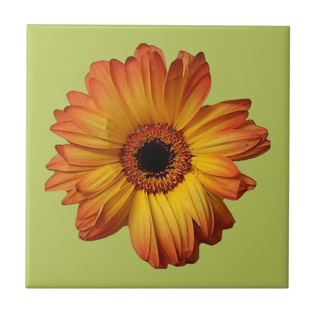 Flor de gerbera-laranja-ensolarada (Frente)