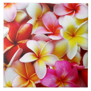 Flor de Havaí do Frangipani do Plumeria