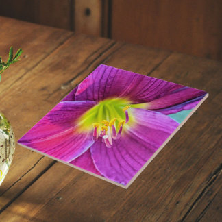 Flor de Hemerocallis Rosa