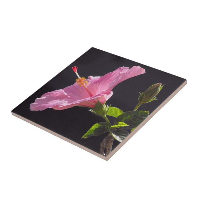 Flor de Hibisco de Perfil (Lateral)