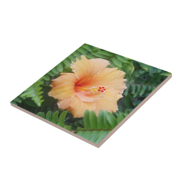 Flor de Hibisco Laranja com Samambaias (Lateral)