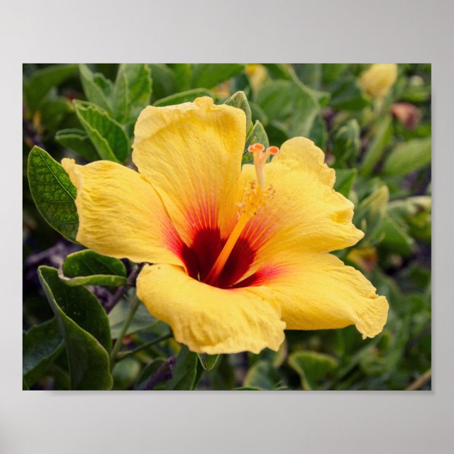 Flor de Hibiscus Amarelo | POSTER (Frente)