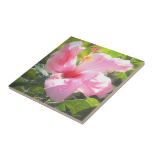 Flor de Hibiscus Rosa