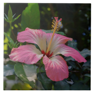 Flor de Hibiscus rosa