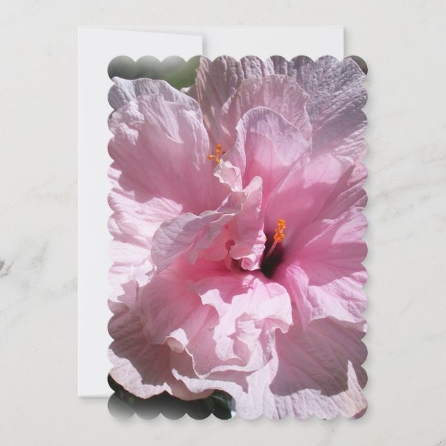 Flor de Hibiscus Rosa (Frente)