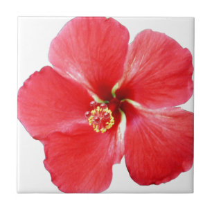 Flor de Hibiscus Vermelho Havaiano