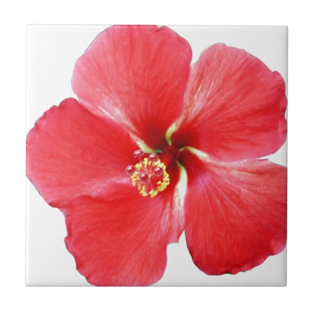 Flor de Hibiscus Vermelho Havaiano (Frente)