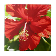 Flor de Hibiscus Vermelho Havaiano