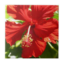 Flor de Hibiscus Vermelho Havaiano