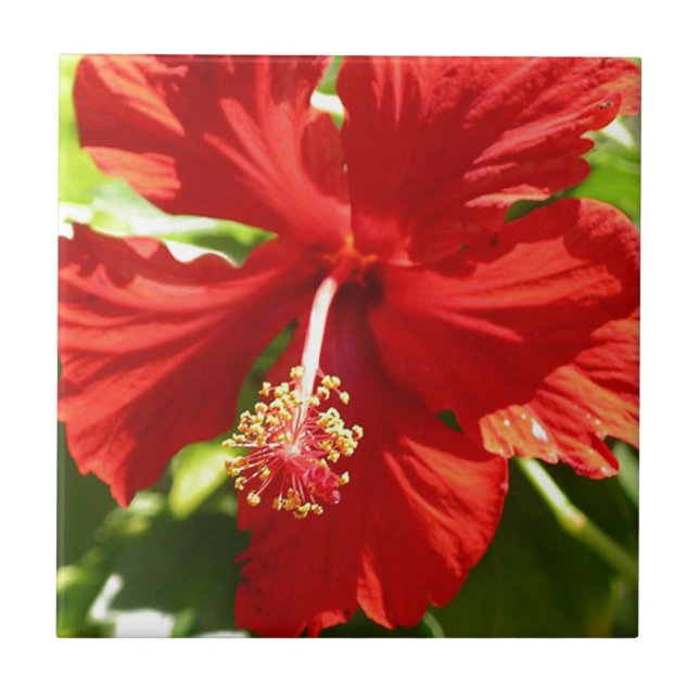 Flor de Hibiscus Vermelho Havaiano (Frente)