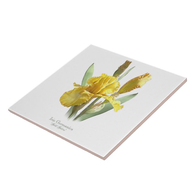 Flor de Íris Amarela Arte em Estilo Botânico (Lateral)