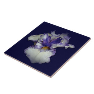 Flor de Íris Barbada Azul e Branca