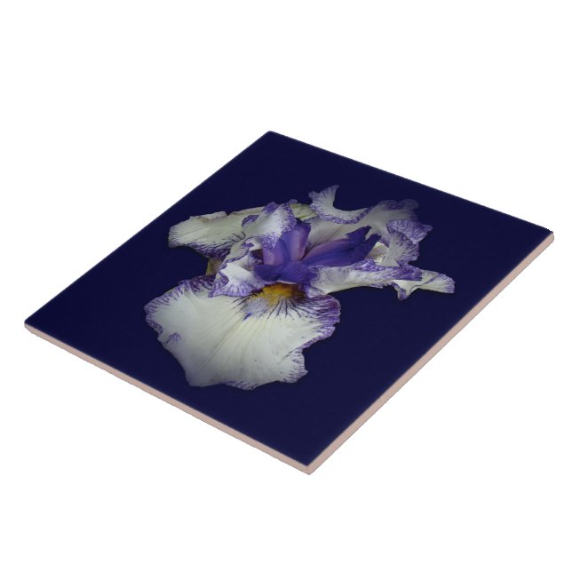 Flor de Íris Barbada Azul e Branca (Lateral)