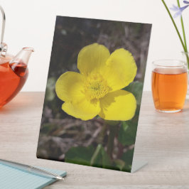 Flor de jardim amarelo