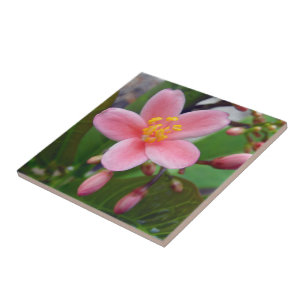 Flor de Jatropha e botões de flor