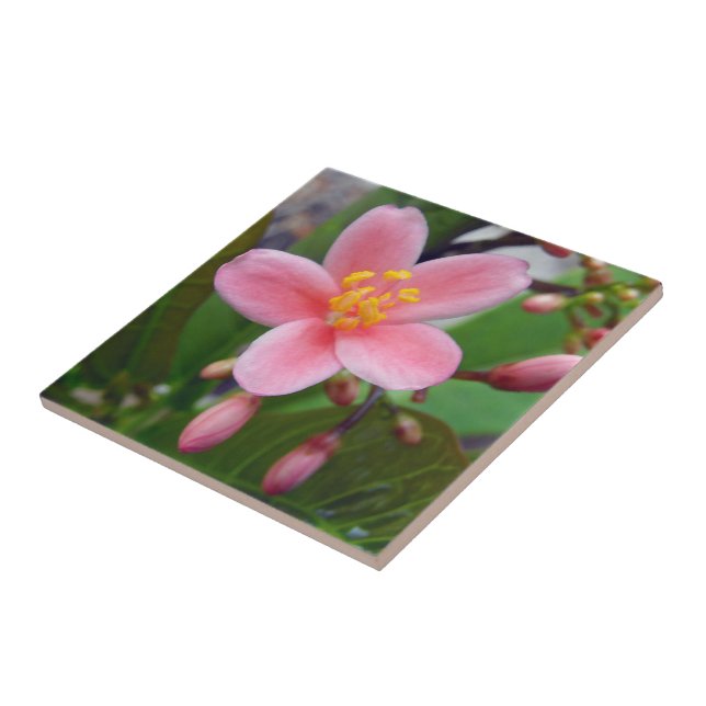 Flor de Jatropha e botões de flor (Lateral)