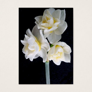 Flor de Jonquil - cartão do intervalo do 3:1 de