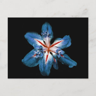 "Flor de la Mar" - Cartão postal