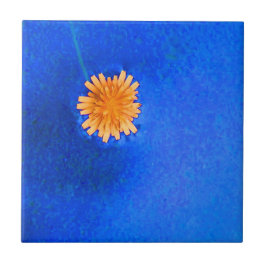 Flor de Laranja Solitária