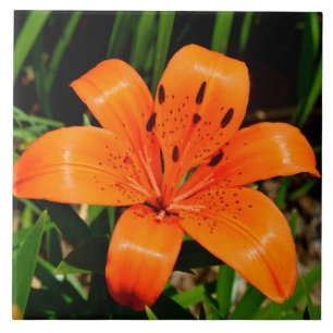 Flor de Lily Asiática, laranja-vibrante