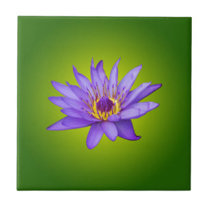 Flor de Lírio Aquático Roxo do Lago