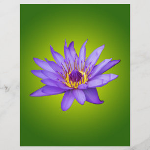Flor de Lírio Aquático Roxo do Lago