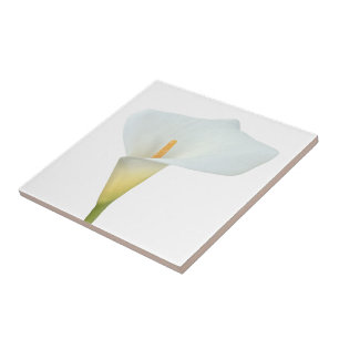 Flor de Lírio Calla Branco Foto Jardim de Quintal