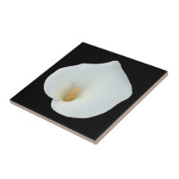 Flor de Lírio Calla Branco Jardim de Quintal Foto 