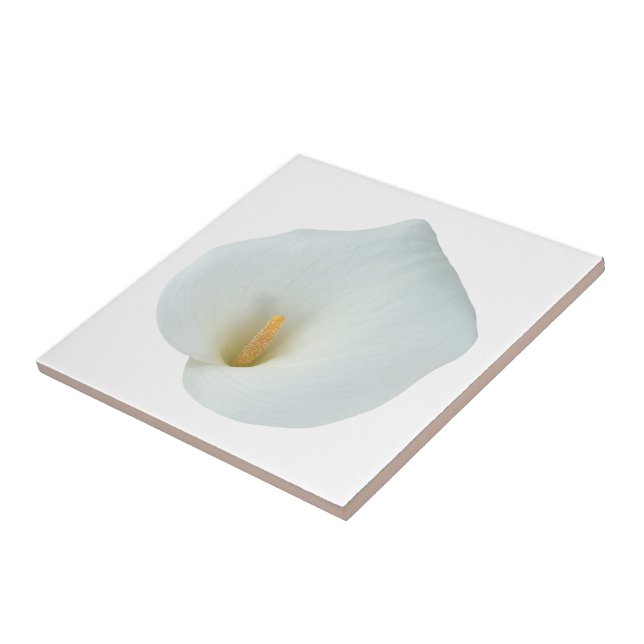 Flor de Lírio Calla Branco Jardim de Quintal Foto  (Lateral)