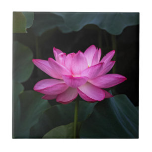 Flor de Lotus