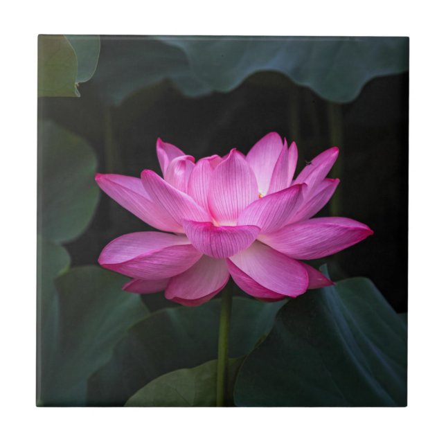 Flor de Lotus (Frente)
