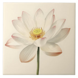 Flor de Lótus Branca