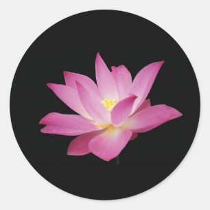 Flor de lótus do rosa quente na etiqueta preta do