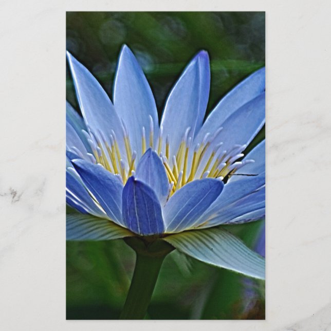 Flor de lótus e significado (Frente)